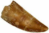 Serrated Raptor Tooth - Real Dinosaur Tooth #300940-1